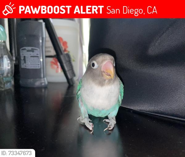 Lost Male Bird last seen Near 54th Pl, San Diego, CA 92115
