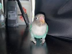 Lost Male Bird last seen Near 54th Pl, San Diego, CA 92115