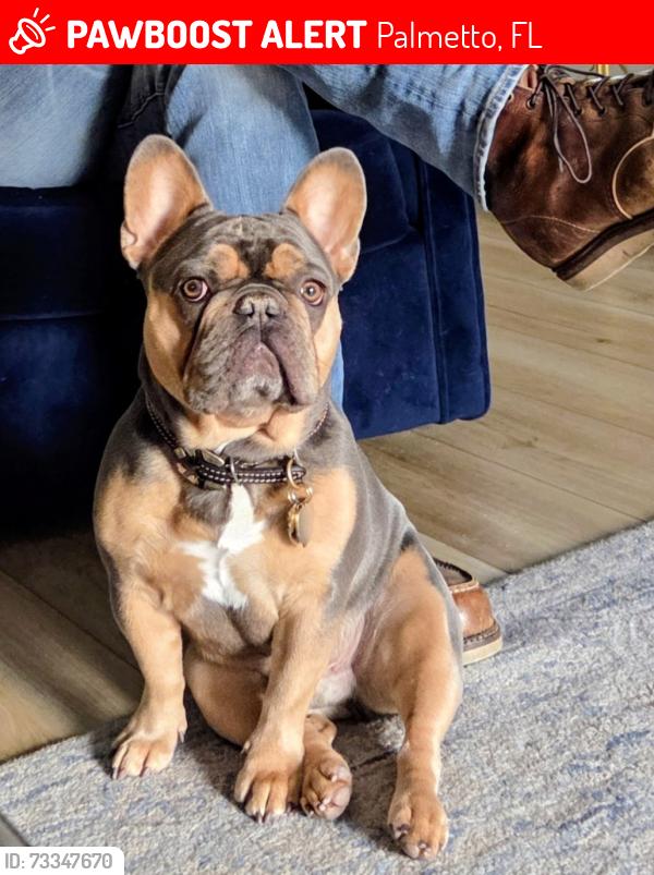 Lost Male Dog last seen Near 24th Ave W off of 10th St. hse is next to walking trail, Palmetto, FL 34221