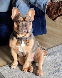 Lost Male Dog last seen Near 24th Ave W off of 10th St. hse is next to walking trail, Palmetto, FL 34221