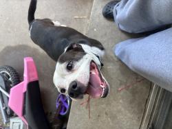 Reunited Female Dog last seen Tulsa, OK 74145, USA, Tulsa, OK 74145