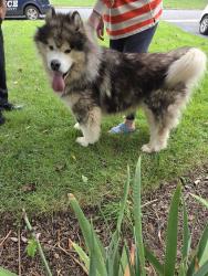 Reunited Unknown Dog last seen morningside woods pl, Woodburn, VA 22031