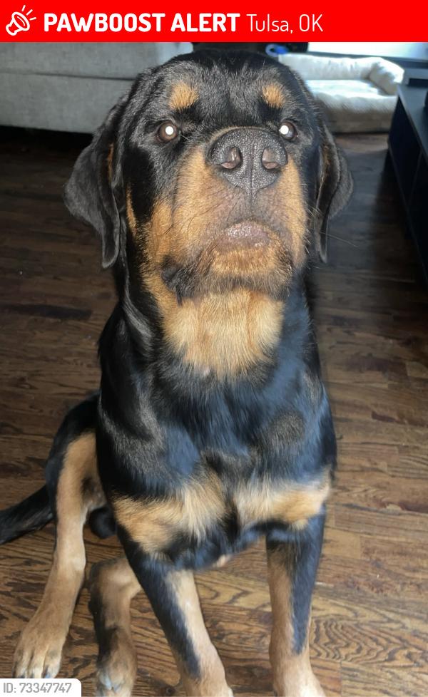 Lost Male Dog last seen Near N Johnstown Ave, Tulsa, OK 74106