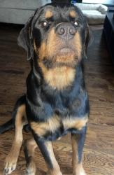 Lost Male Dog last seen Near N Johnstown Ave, Tulsa, OK 74106