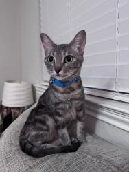 Lost Female Cat last seen Leonard Crossing Subdivision, Bryan, TX 77803