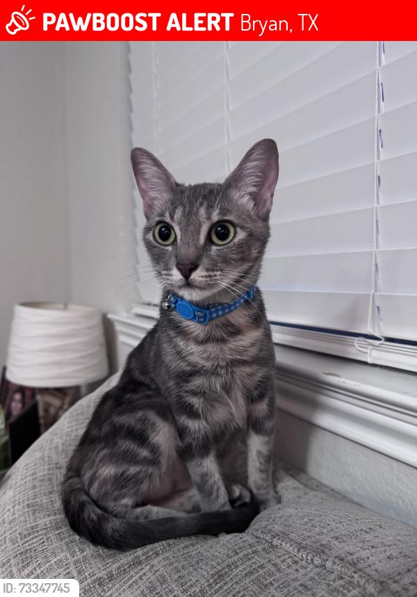 Lost Female Cat last seen Leonard Crossing Subdivision, Bryan, TX 77803