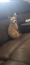 Reunited Male Dog last seen Near billy cove road, Candler, NC 28715