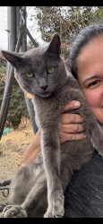 Lost Female Cat last seen Southside School, Hollister, CA 95023