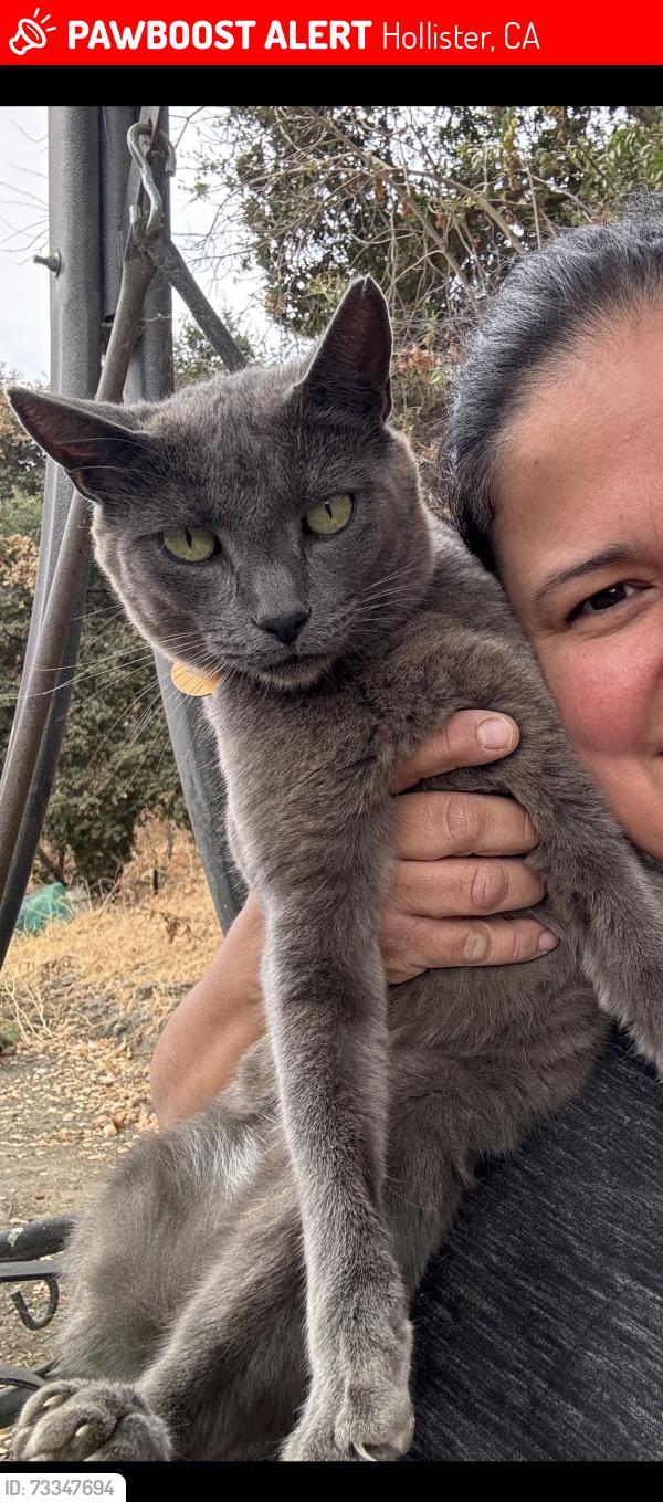 Lost Female Cat last seen Southside School, Hollister, CA 95023