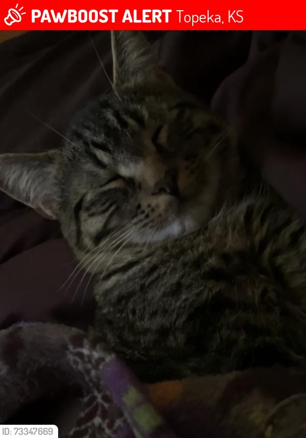 Lost Male Cat last seen 35th and croco Shawnee lake, Topeka, KS 66605