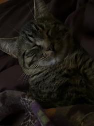 Lost Male Cat last seen 35th and croco Shawnee lake, Topeka, KS 66605