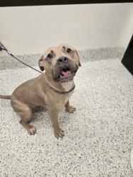 Shelter Stray Male Dog last seen Near Proctor St., Atlanta, GA, 1251 Fulton Industrial Blvd NW, Atlanta, GA 30336, USA