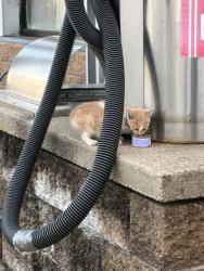 Shelter Stray Unknown Cat last seen Prairie Du Sac, Sauk County, WI, 5132 Voges Rd, Madison, WI 53718, USA