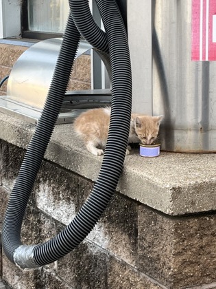 Shelter Stray Unknown Cat last seen Prairie Du Sac, Sauk County, WI, 5132 Voges Rd, Madison, WI 53718, USA
