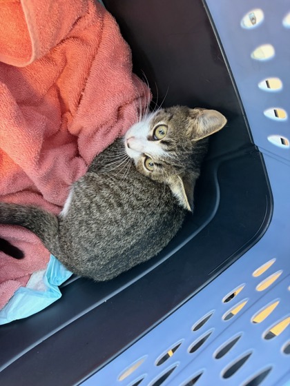 Shelter Stray Female Cat last seen Near Westgate Parkway, Atlanta, GA, 1251 Fulton Industrial Blvd NW, Atlanta, GA 30336, USA