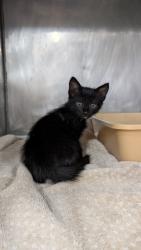 Shelter Stray Male Cat last seen Mallard Cove, Harlowe, NC, 1639 Old Airport Rd, New Bern, NC 28562, USA