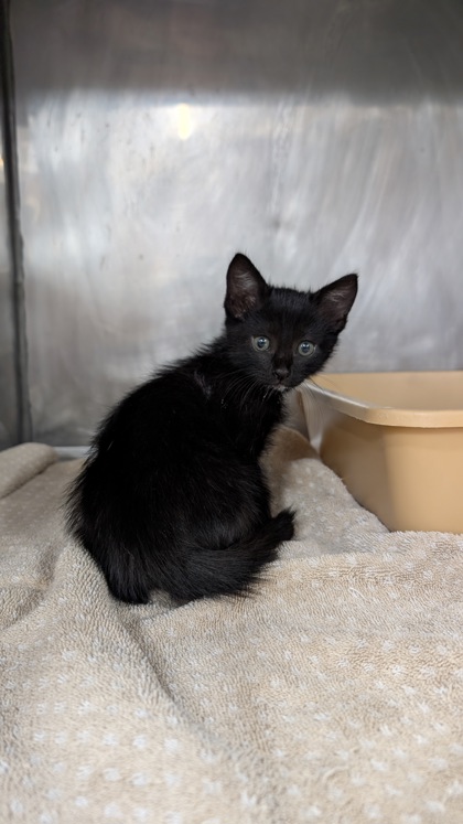 Shelter Stray Male Cat last seen Mallard Cove, Harlowe, NC, 1639 Old Airport Rd, New Bern, NC 28562, USA