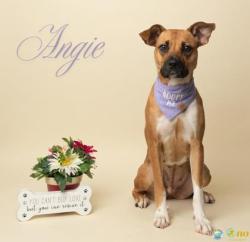 Shelter Stray Female Dog last seen Near Bellangee Avenue, Fairhope, AL 36532, Fairhope Animal Control Jurisdiction, AL, 555 S Section St, Fairhope, AL 36532, USA