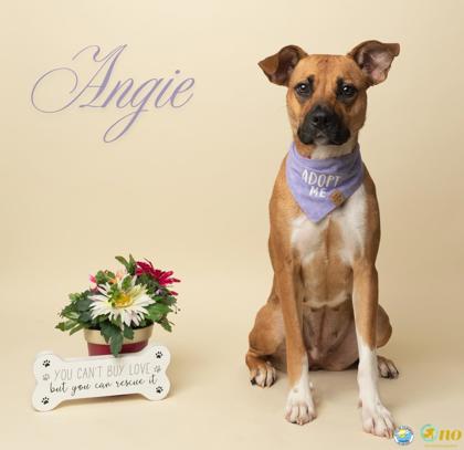 Shelter Stray Female Dog last seen Near Bellangee Avenue, Fairhope, AL 36532, Fairhope Animal Control Jurisdiction, AL, 555 S Section St, Fairhope, AL 36532, USA