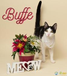 Shelter Stray Female Cat last seen Near Eastbrook Street, Fairhope, AL 36532, Fairhope Animal Control Jurisdiction, AL, 555 S Section St, Fairhope, AL 36532, USA