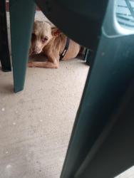 Reunited Male Dog last seen Old Greensboro Rd, Winston-Salem, NC 27101