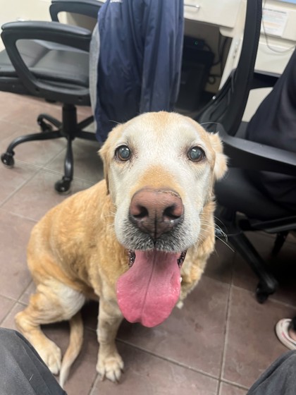 Shelter Stray Female Dog last seen Near Blk of Sun Valley, District 2 - West Cleburne,, 2375 Service Dr, Cleburne, TX 76033, USA