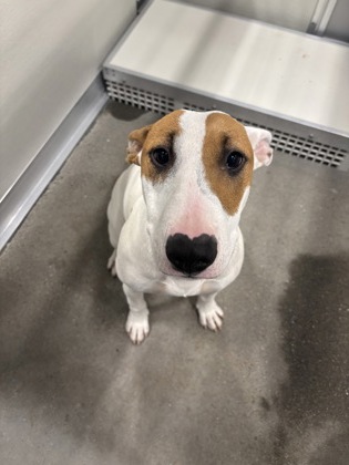 Shelter Stray Female Dog last seen E Jefferson Ave & S Buttonwillow Ave, Reedley Zone Fresno CO 4 93654, CA, 1510 W Dan Ronquillo Dr, Fresno, CA 93706, USA