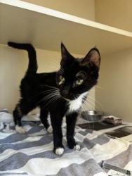 Shelter Stray Female Cat last seen Near Devon Trce, STONE MOUNTAIN, GA, 30087, 30087, GA, 3280 Chamblee Dunwoody Rd, Chamblee, GA 30341, USA