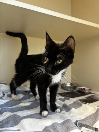 Shelter Stray Female Cat last seen Near Devon Trce, STONE MOUNTAIN, GA, 30087, 30087, GA, 3280 Chamblee Dunwoody Rd, Chamblee, GA 30341, USA
