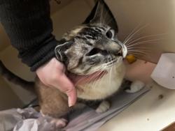 Shelter Stray Male Cat last seen Near Canby Ln, Decatur, GA 30035, 30035, GA, 3280 Chamblee Dunwoody Rd, Chamblee, GA 30341, USA