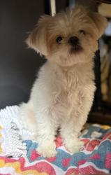 Reunited Female Dog last seen SE 29th St, Cape Coral, FL 33904, USA, Cape Coral, FL 33904