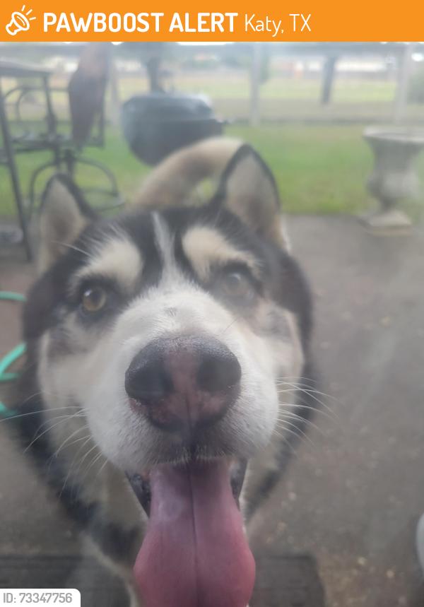 Found/Stray Male Dog last seen Spa World, Katy, TX 77450