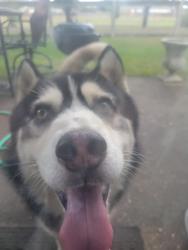 Found/Stray Male Dog last seen Spa World, Katy, TX 77450