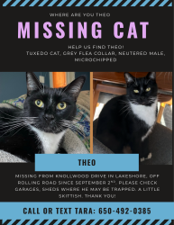 Lost Male Cat last seen Rolling Road off Franklin in the Eastwood Lake area, Chapel Hill, NC 27514