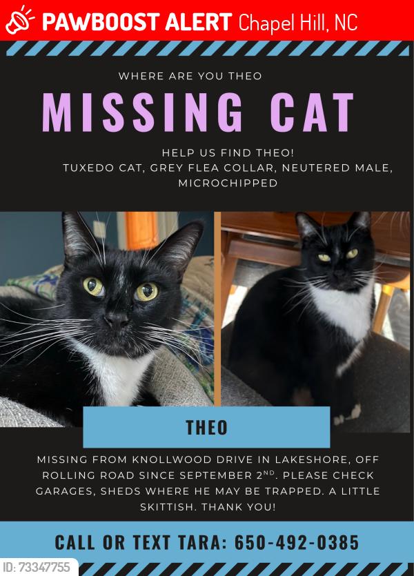 Lost Male Cat last seen Rolling Road off Franklin in the Eastwood Lake area, Chapel Hill, NC 27514