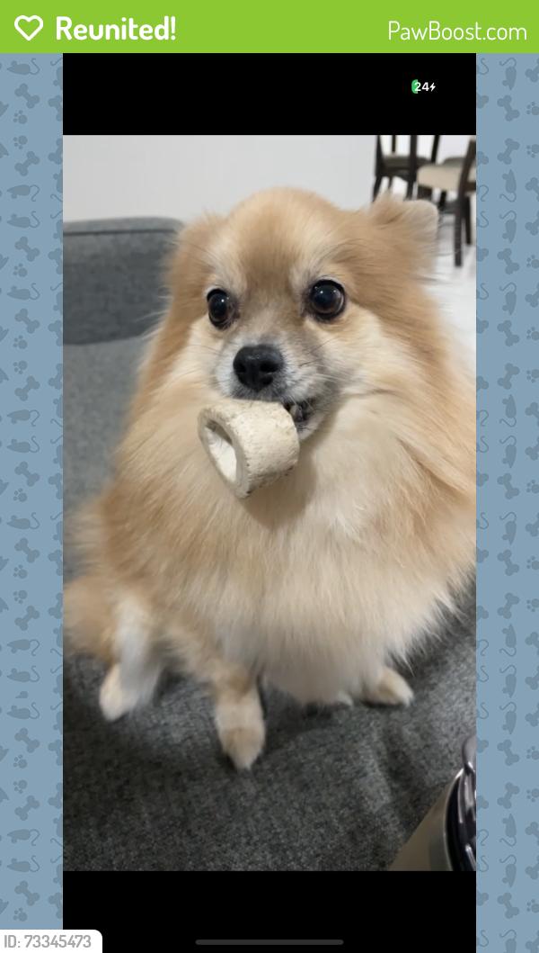 Reunited Female Dog last seen Jupiter Village, Jupiter, FL 33458