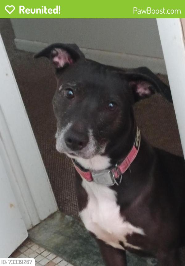 Reunited Female Dog last seen Merlin and Caduiex, Detroit, MI 48224