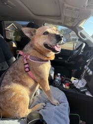 Reunited Male Dog last seen Countryside Dr, Aubrey, TX 76227