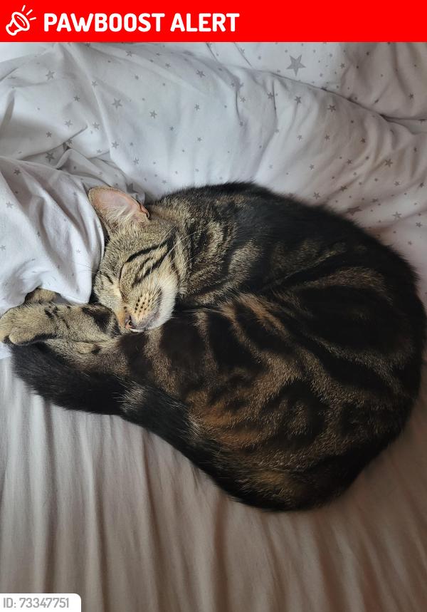 Lost Male Cat last seen Drumgor Heights, Armagh City, Banbridge and Craigavon, Northern Ireland BT65 5BX