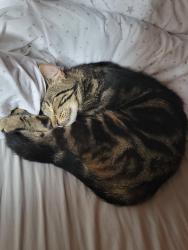 Lost Male Cat last seen Drumgor Heights, Armagh City, Banbridge and Craigavon, Northern Ireland BT65 5BX