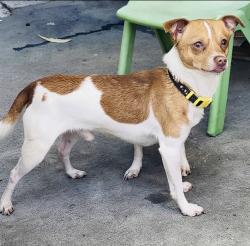 Reunited Male Dog last seen Bonita Park, San Jose, CA 95116