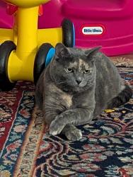 Reunited Female Cat last seen The Hearth neighborhood nearest cross Street McArthur Ranch and Wagon box circle, Littleton, CO 80130