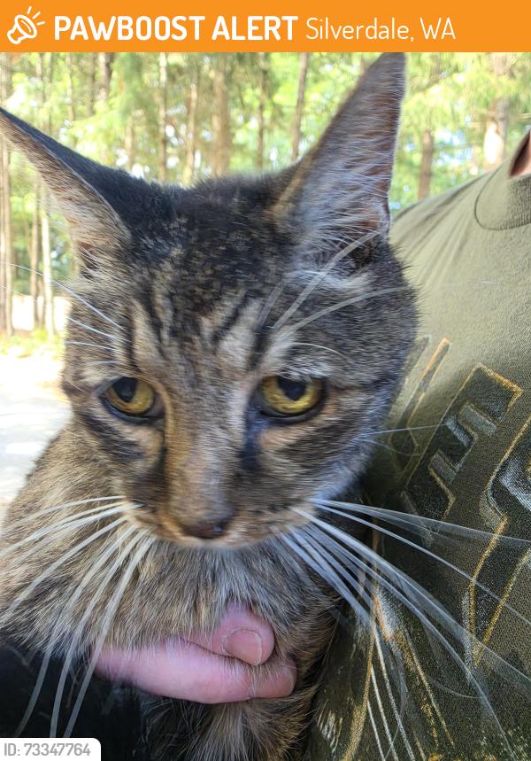 Found/Stray Unknown Cat last seen Point of View, Plateau Circle, Silverdale, WA 98383