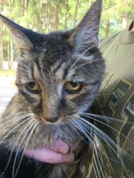 Found/Stray Unknown Cat last seen Point of View, Plateau Circle, Silverdale, WA 98383