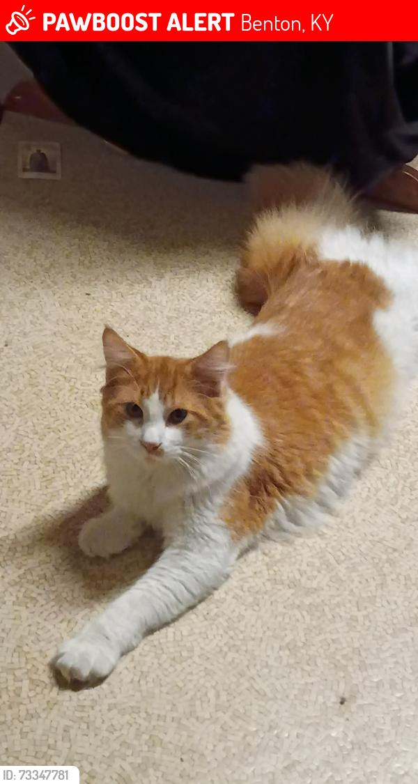 Lost Male Cat last seen West 13th between walnut and Joe creason, Benton, KY 42025