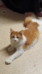 Lost Male Cat last seen West 13th between walnut and Joe creason, Benton, KY 42025