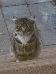 Found/Stray Unknown Cat last seen NW 53rd & NW Kauffman, Vancouver, WA 98663