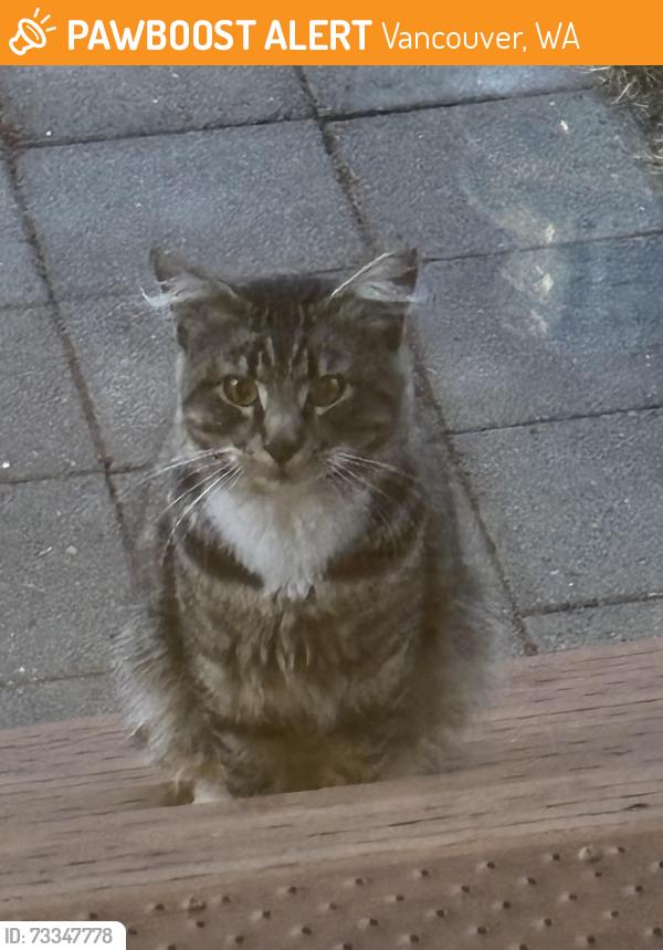 Found/Stray Unknown Cat last seen NW 53rd & NW Kauffman, Vancouver, WA 98663