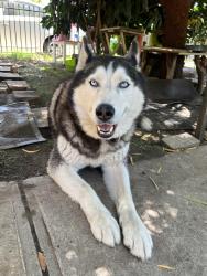 Reunited Male Dog last seen 48th st and Grammercy, Los Angeles, CA 90062
