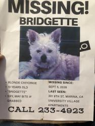 Reunited Female Dog last seen Whole Foods in Marina, Marina, CA 93933